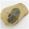 Image 1 : 355gm Preserved Tribolite Fossil On Base Material (MIN-002038)