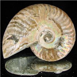 200ct Opalized Ammonite (MIN-002105)