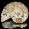 Image 1 : 200ct Opalized Ammonite (MIN-002105)