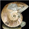 Image 2 : 200ct Opalized Ammonite (MIN-002105)