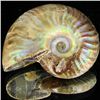 Image 1 : 125ct Opalized Ammonite (MIN-002125)