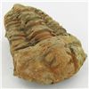 Image 1 : 174gm Tribolite Fossil (MIN-001988)
