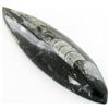 Image 1 : 114gm Polished Orthoceras Large Fossil (MIN-001946)