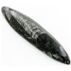 Image 1 : 142gm Polished Orthoceras Large Fossil (MIN-001913)