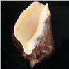 Image 2 : Handcarved Gastropod Shell (SHL-000159)