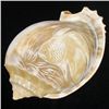 Image 1 : Handcarved Gastropod Shell (SHL-000150)