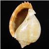 Image 2 : Handcarved Gastropod Shell (SHL-000150)