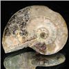 Image 1 : 100ct Opalized Ammonite (MIN-002089)