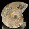 Image 2 : 100ct Opalized Ammonite (MIN-002089)