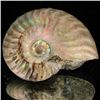 Image 1 : 105ct Opalized Ammonite (MIN-002082)