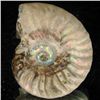 Image 2 : 105ct Opalized Ammonite (MIN-002082)