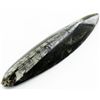 Image 1 : 102gm Polished Orthoceras Large Fossil (MIN-001940)