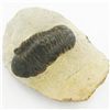 Image 1 : 424gm Preserved Tribolite Fossil On Base Material (MIN-002062)