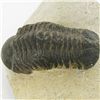 Image 2 : 424gm Preserved Tribolite Fossil On Base Material (MIN-002062)