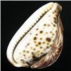 Image 2 : Handcarved Cowry Shell (SHL-000134)