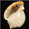 Image 2 : Handcarved Gastropod Shell (SHL-000153)