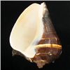 Image 2 : Handcarved Gastropod Shell (SHL-000170)