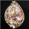 Image 1 : Handcarved Cowry Shell (SHL-000113)