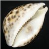 Image 2 : Handcarved Cowry Shell (SHL-000113)