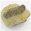 Image 1 : 299gm Preserved Tribolite Fossil On Base Material (MIN-002048)