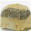 Image 2 : 299gm Preserved Tribolite Fossil On Base Material (MIN-002048)