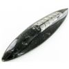 Image 1 : 60gm Polished Orthoceras Large Fossil (MIN-001980)