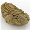 Image 1 : 125gm Tribolite Fossil (MIN-002000)
