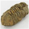 Image 2 : 125gm Tribolite Fossil (MIN-002000)