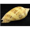 Image 1 : Scarce Collectible Voluta Magnifica Shell (SHL-000005)