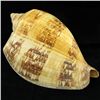 Image 2 : Scarce Collectible Voluta Magnifica Shell (SHL-000005)