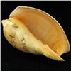 Image 3 : Scarce Collectible Voluta Magnifica Shell (SHL-000005)