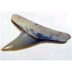11418 -  FOSSILIZED BULL SHARK TOOTH - JEWELRY QUALITY