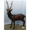 Image 1 : A 1 BRONZE STANDING STAG.41"H,30"L...