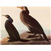 Image 1 : AUDUBON "CORMORANTS" - 1937 LITHOGRAPH