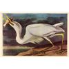 Image 1 : AUDUBON "GREATWHITE HERON" - 1937 LITHOGRAPH