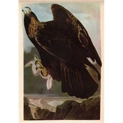 AUDUBON "GOLDEN EAGLE" - 1937 LITHOGRAPH