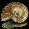 Image 1 : 175ct Opalized Ammonite (MIN-002114)