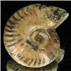 Image 2 : 175ct Opalized Ammonite (MIN-002114)