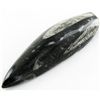 Image 1 : 68gm Polished Orthoceras Large Fossil (MIN-001966)