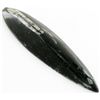 Image 1 : 71gm Polished Orthoceras Large Fossil (MIN-001930)