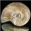 Image 1 : 95ct Opalized Ammonite (MIN-002083)