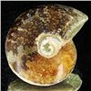 Image 2 : 95ct Opalized Ammonite (MIN-002083)