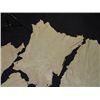 Image 2 : Buckskin Hides