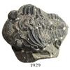 Image 1 : Complete trilobite fossil in dark-gray matrix, approx. 250 to 500 million years old, from Morocco.