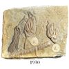 Image 1 : Choice crinoid fossil in gray matrix, approx. 250 to 500 million years old, place of origin uncertai