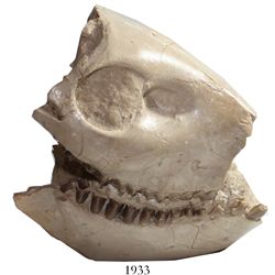 Mammal skull, Oreodont, approx. 30 to 35 million years old (Tertiary period, Oligocene epoch), proba