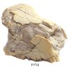 Image 1 : Mammal skull, Oreodont, approx. 30 to 35 million years old (Tertiary period, Oligocene epoch), proba