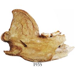 Fossilized cave bear jaw segment with two intact molars, approx. 20,000 to 200,000 years old.