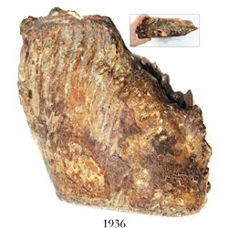 Woolly mammoth tooth from the North Sea, 10,000 to 100,000 years old, rare as intact, with original