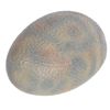 Image 2 : Jurassic Park - Velociraptor Hatched Egg